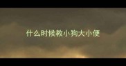 什么时候教小狗大小便