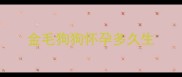 金毛狗狗怀孕多久生