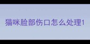 猫咪脸部伤口怎么处理