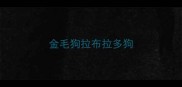 金毛狗拉布拉多狗