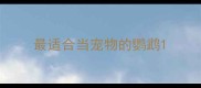 最适合当宠物的鹦鹉