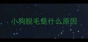 小狗脱毛是什么原因