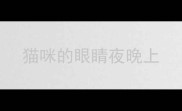 猫咪的眼睛夜晚上