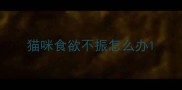 猫咪食欲不振怎么办