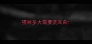 猫咪多大需要洗耳朵