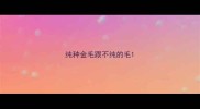 纯种金毛跟不纯的毛