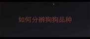 如何分辨狗狗品种