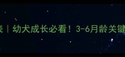 狗狗成年时间表幼犬成长必看3-6月龄关键期护理全攻略
