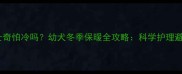 四个月大哈士奇怕冷吗幼犬冬季保暖全攻略科学护理避免健康隐患