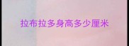 拉布拉多身高多少厘米