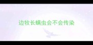 边牧长螨虫会不会传染