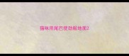 猫咪用尾巴使劲敲地面