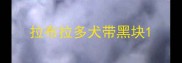 拉布拉多犬带黑块