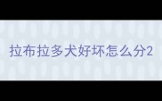 拉布拉多犬好坏怎么分