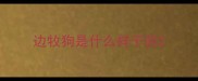 边牧狗是什么样子的