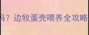 边牧可以吃蛋壳吗边牧蛋壳喂养全攻略与科学营养指南