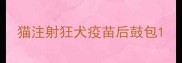 猫注射狂犬疫苗后鼓包