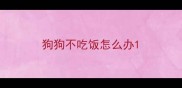 狗狗不吃饭怎么办