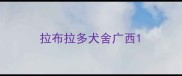 拉布拉多犬舍广西