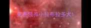 免费领养小拉布拉多犬