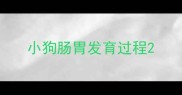小狗肠胃发育过程