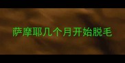 萨摩耶几个月开始脱毛