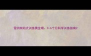 雪纳瑞幼犬训练黄金期3-6个月科学训练指南