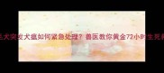 两岁金毛犬突发犬瘟如何紧急处理兽医教你黄金72小时生死救援指南
