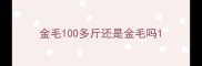 金毛100多斤还是金毛吗