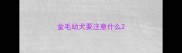 金毛幼犬要注意什么