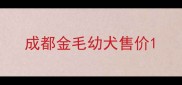 成都金毛幼犬售价