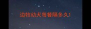 边牧幼犬每餐隔多久