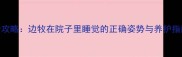 边境牧羊犬庭院休憩全攻略边牧在院子里睡觉的正确姿势与养护指南附训犬师实操技巧
