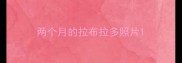 两个月的拉布拉多照片