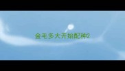 金毛多大开始配种