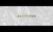金毛几个月开始猛