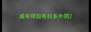成年母拉布拉多外阴