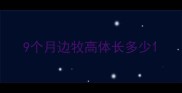 9个月边牧高体长多少