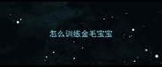 怎么训练金毛宝宝