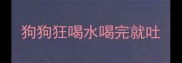 狗狗狂喝水喝完就吐