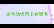 金毛幼犬背上有黑毛
