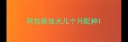 阿拉斯加犬几个月配种