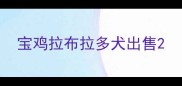 宝鸡拉布拉多犬出售