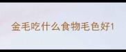 金毛吃什么食物毛色好