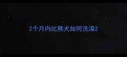 2个月内比熊犬如何洗澡