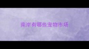 南岸有哪些宠物市场