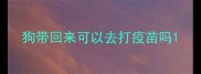 狗带回来可以去打疫苗吗