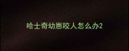 哈士奇幼崽咬人怎么办
