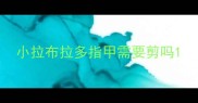小拉布拉多指甲需要剪吗