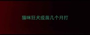 猫咪狂犬疫苗几个月打